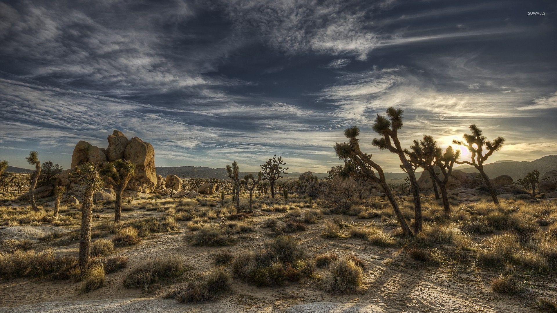 Joshua Tree National Park [4] wallpapers