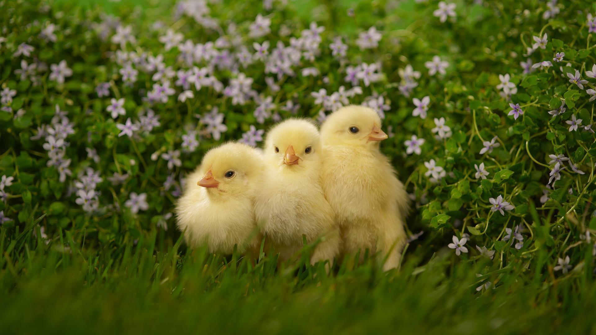 47+ Baby Chicks Wallpapers