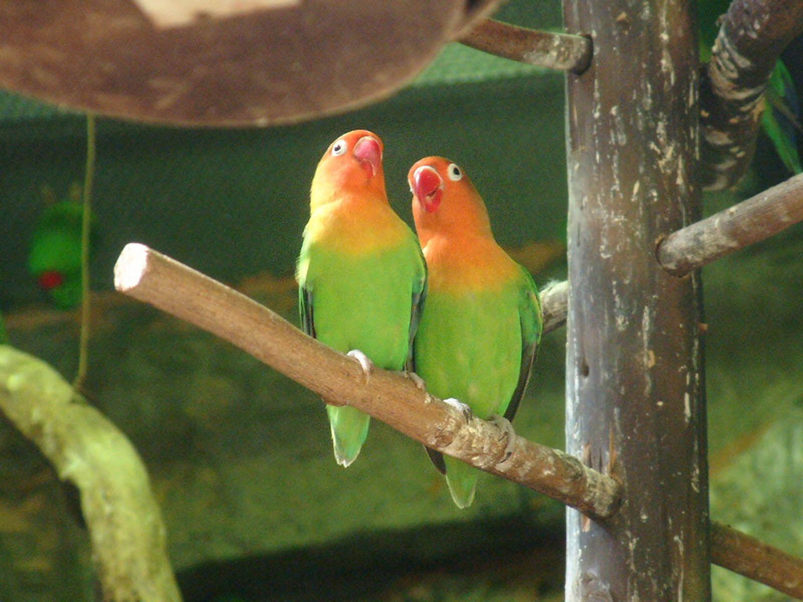 Wallpapers For > Love Bird Wallpapers