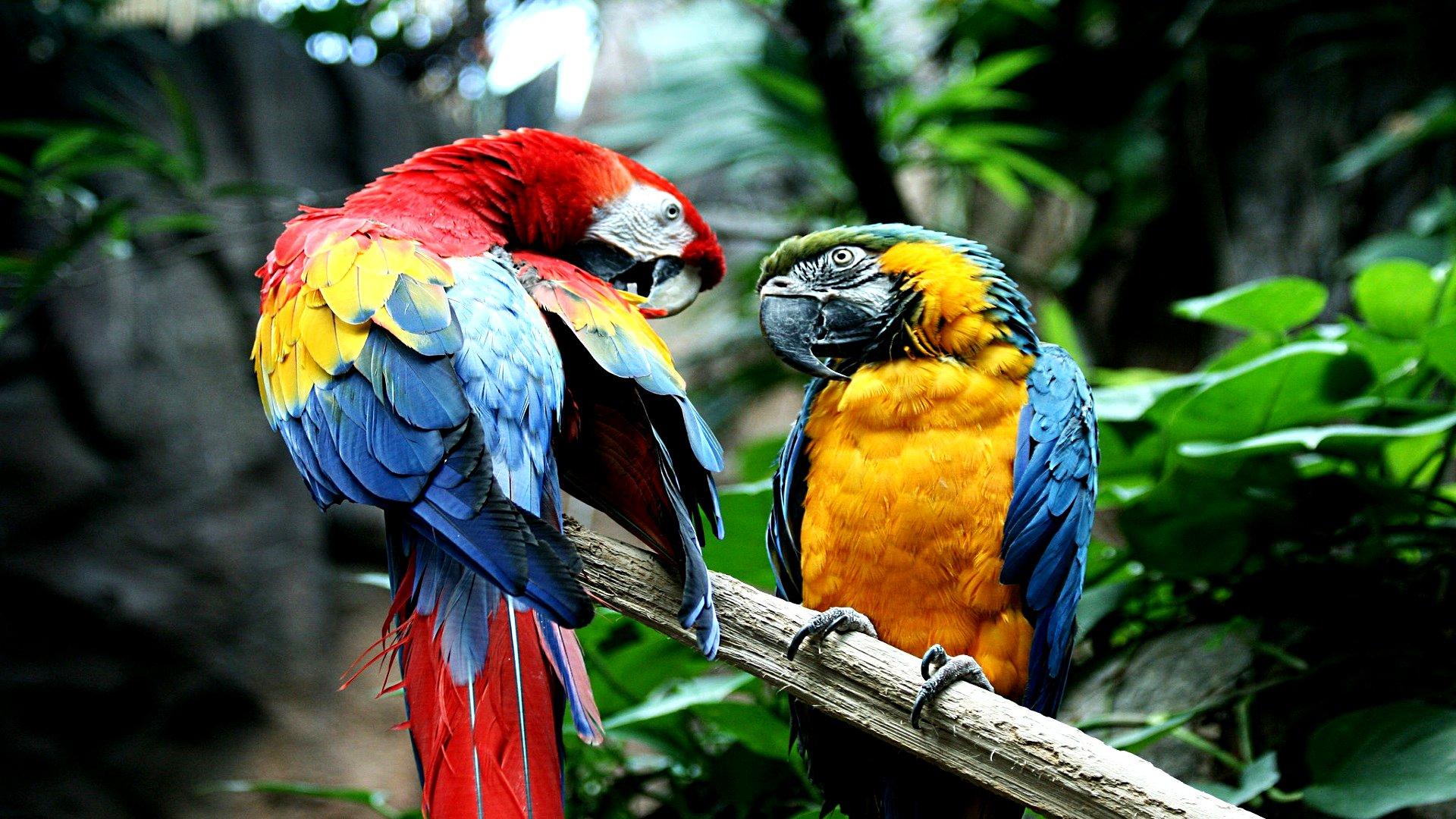 Macaw HD Wallpapers