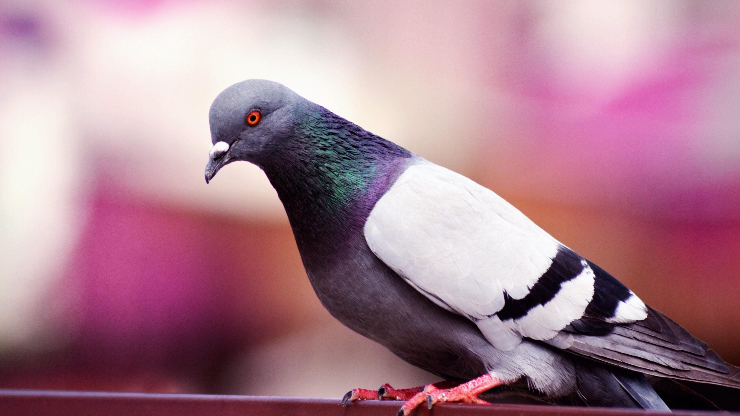 Download wallpapers dove, bird, color 4k uhd 16:9