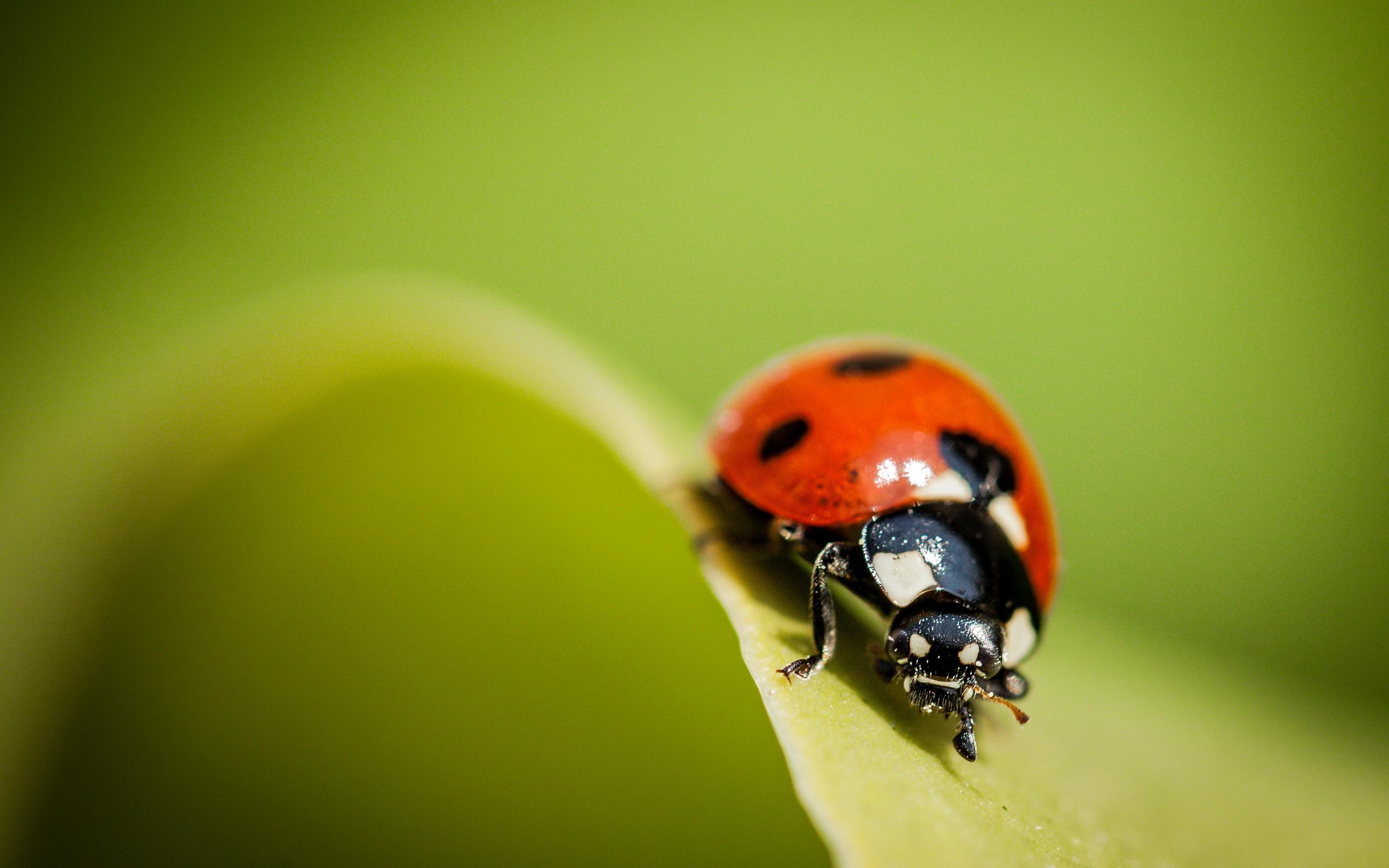 Ladybug Wallpapers, Pictures, Image