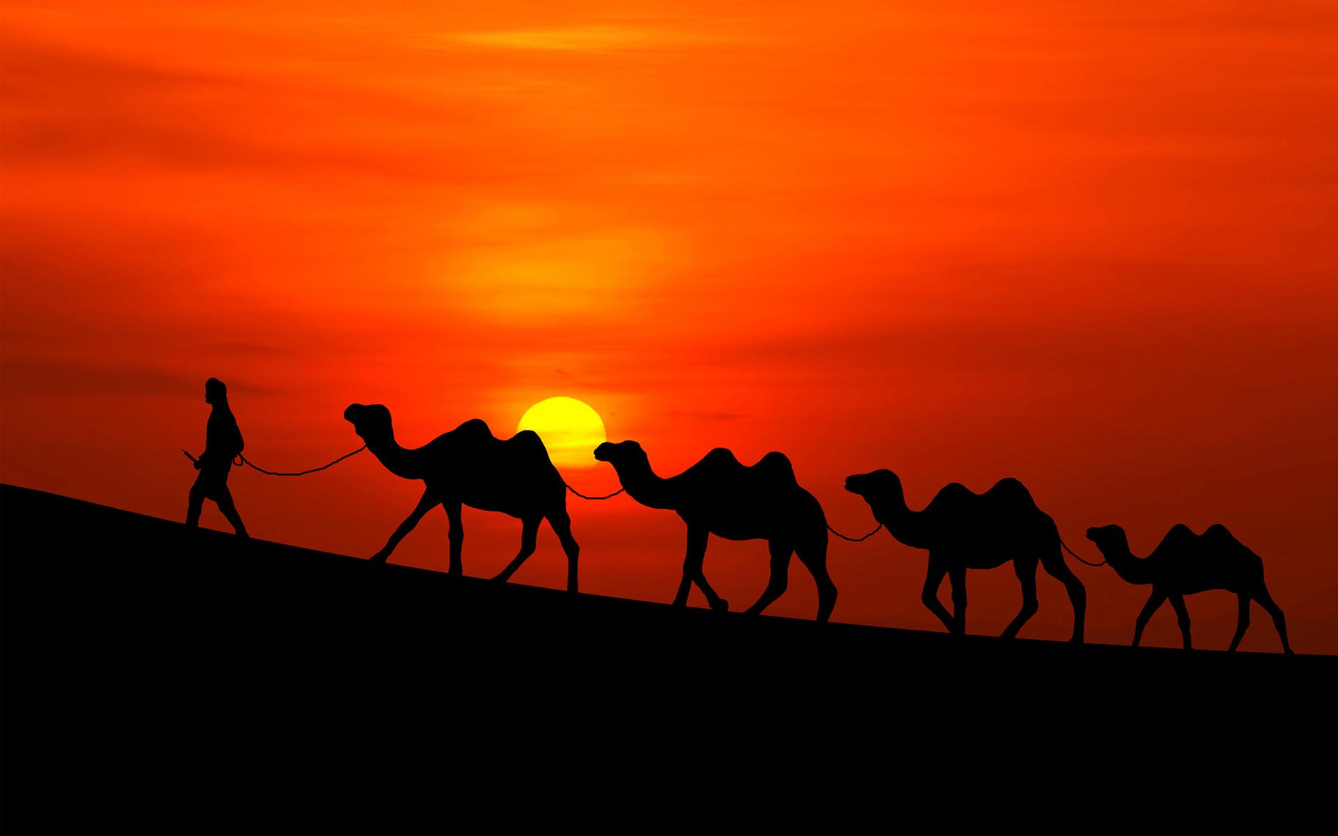 29+] Camel Wallpapers