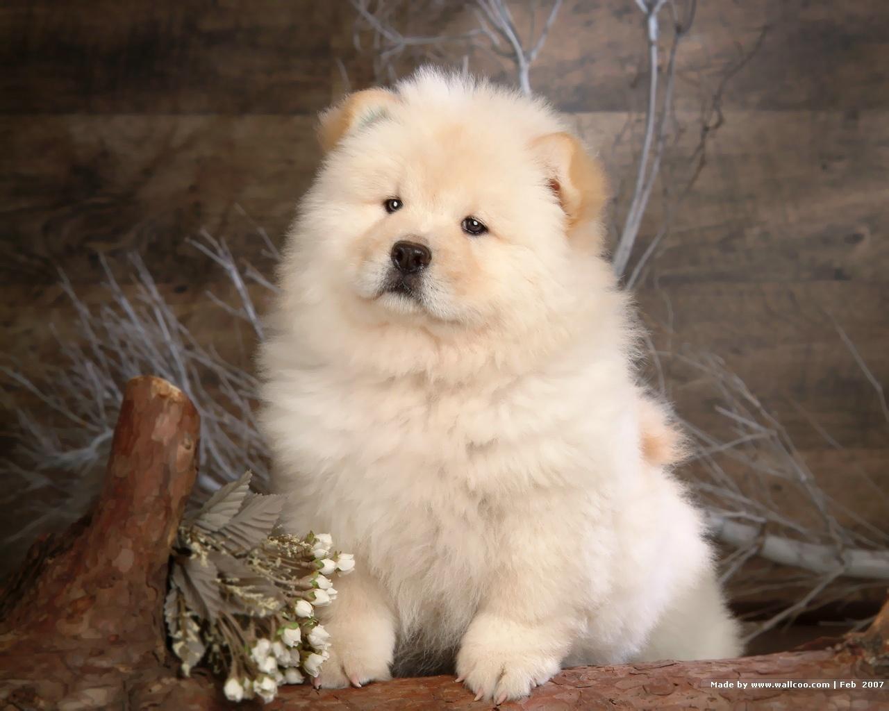 Chow Chow Wallpapers