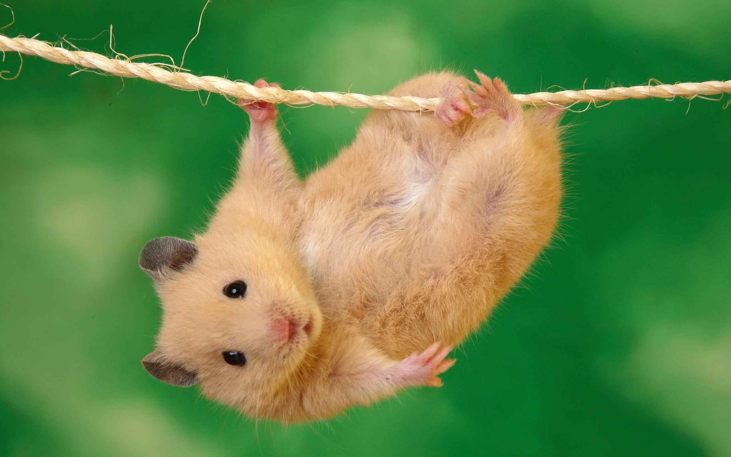 Hamster On Net Image Wallpapers Wallpapers