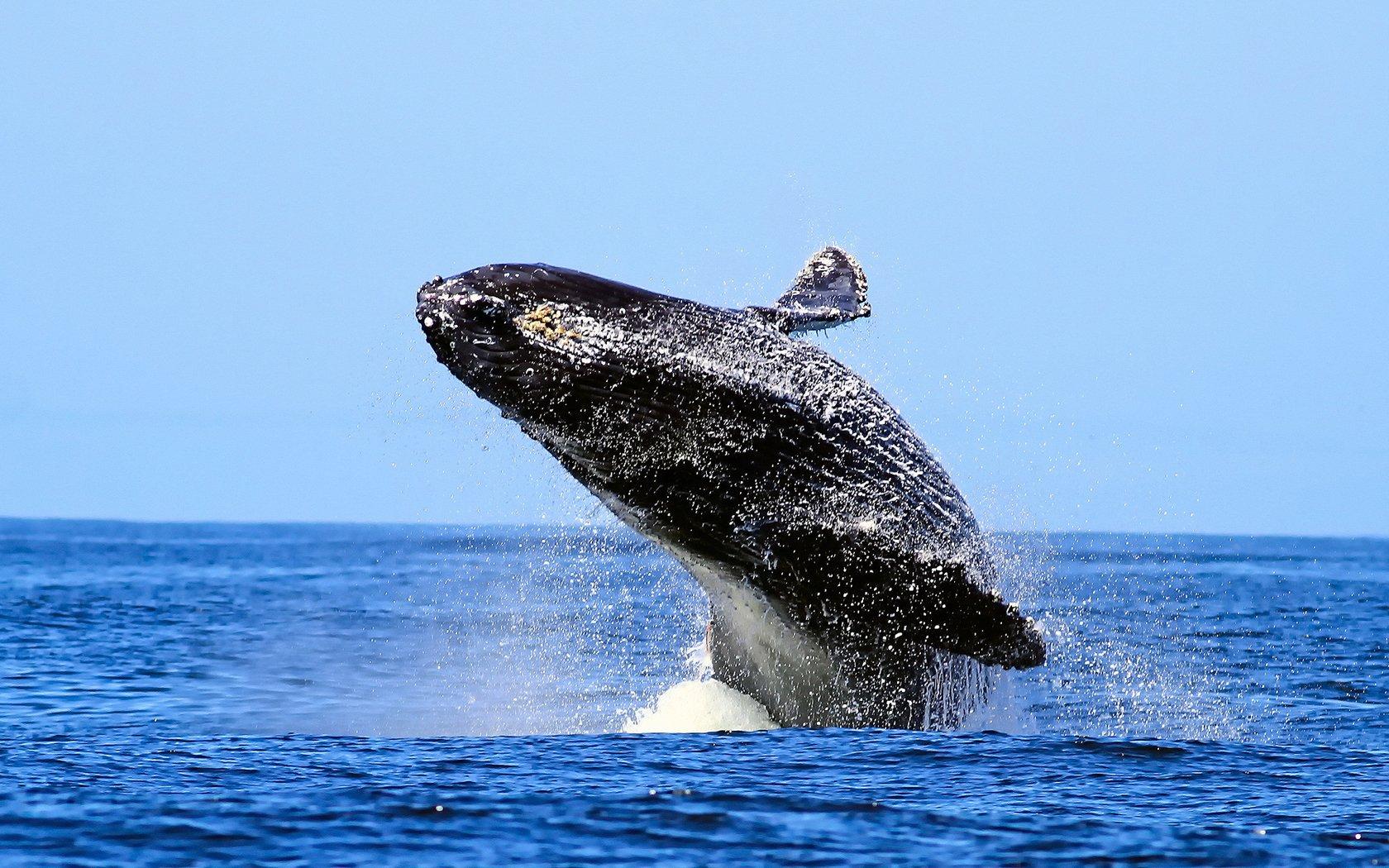 9 Humpback Whale HD Wallpapers