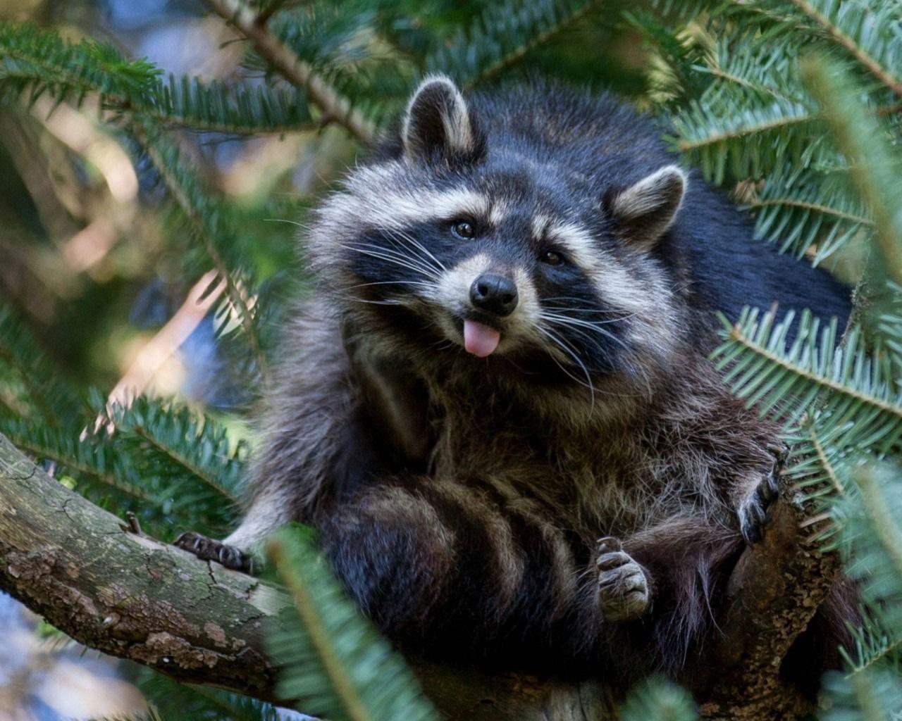 Raccoon Wallpapers