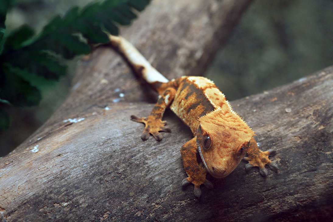 Gecko Wallpapers 22