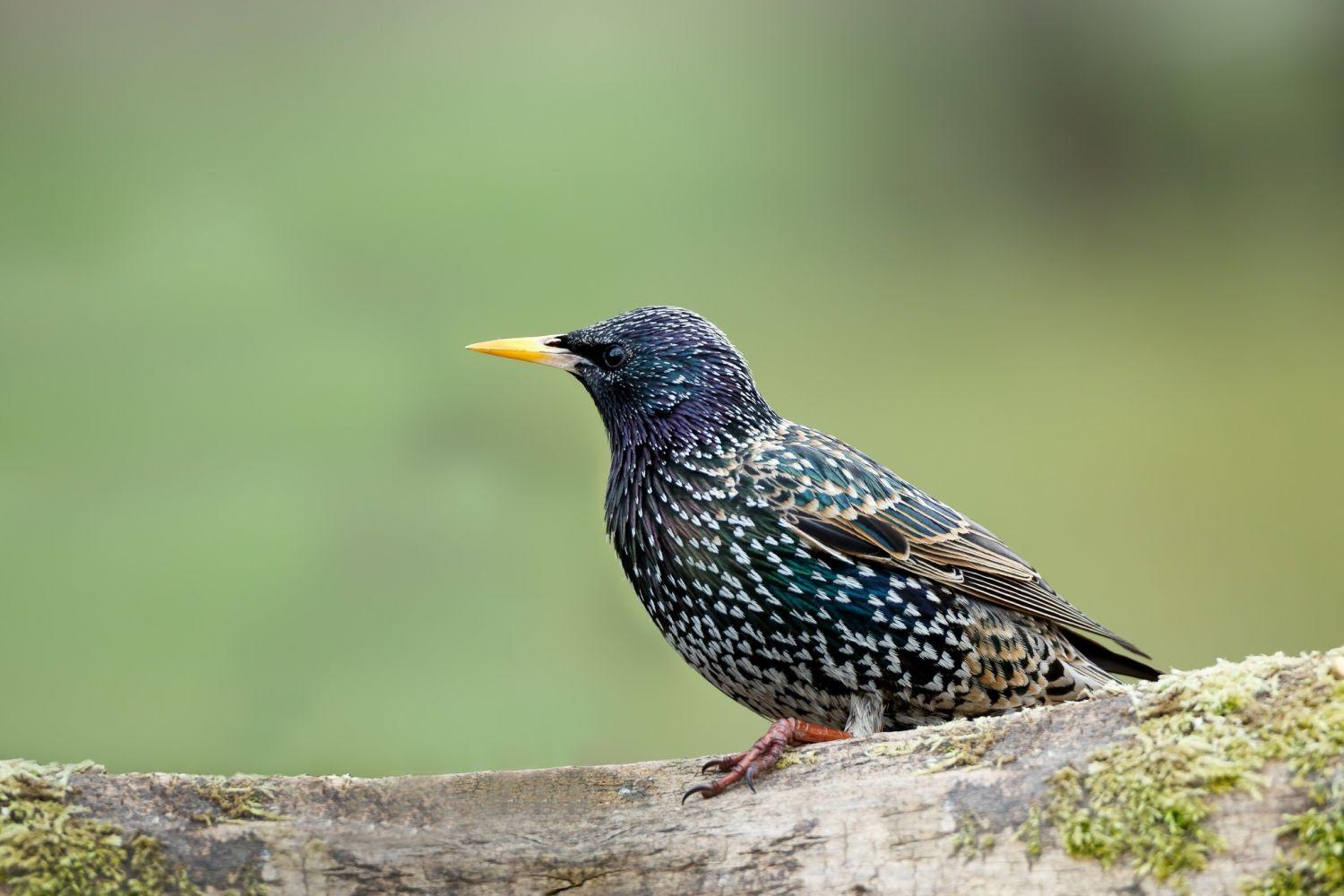 starling windows wallpapers