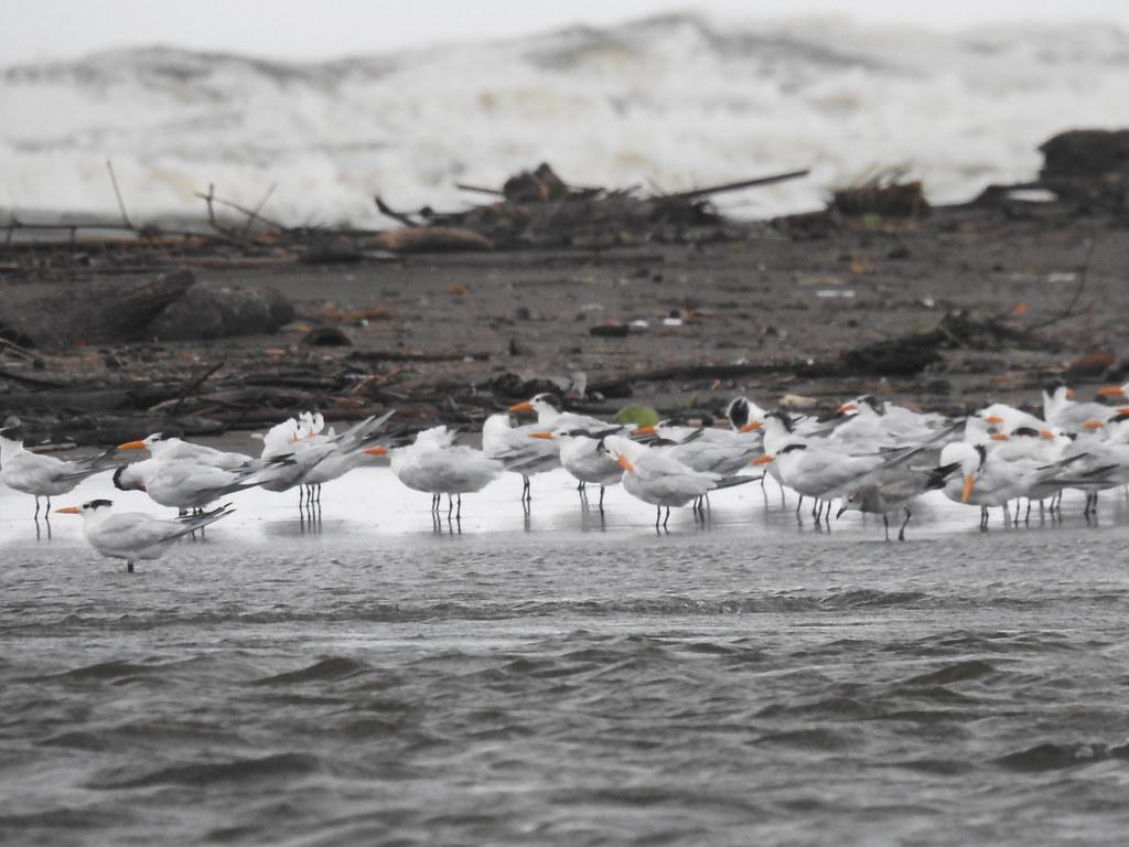 Royal Terns