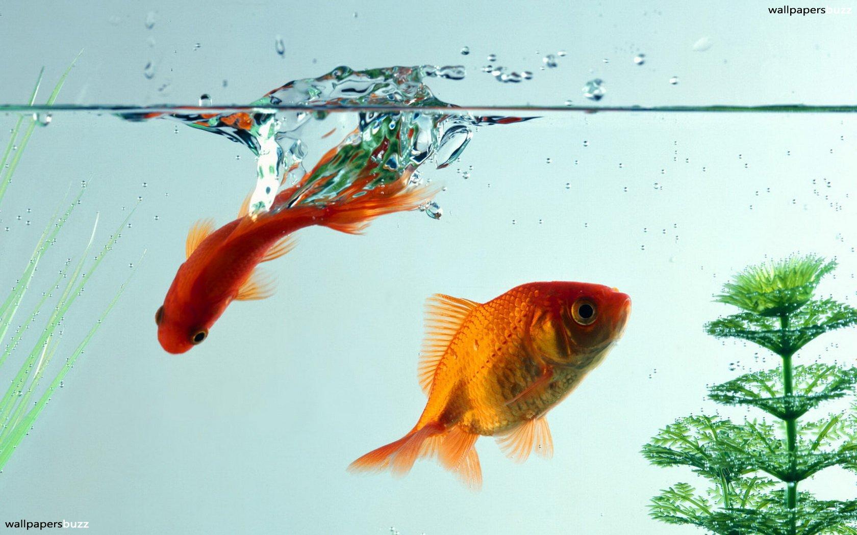 Two goldfish HD Wallpapers