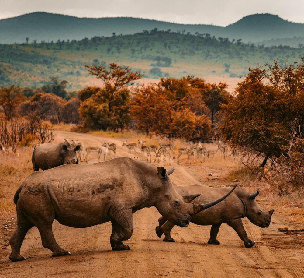 500+ Rhino Pictures [HD]