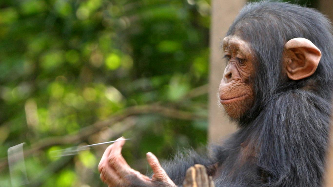 Chimpanzee Wallpapers 19