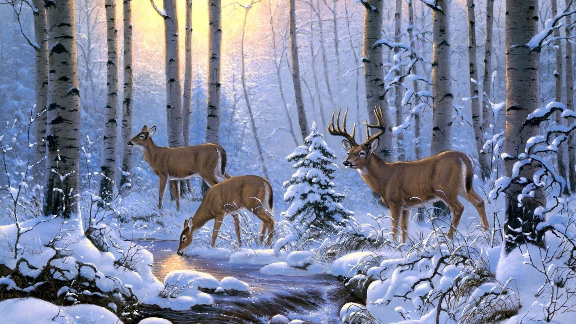 Deer Wallpapers