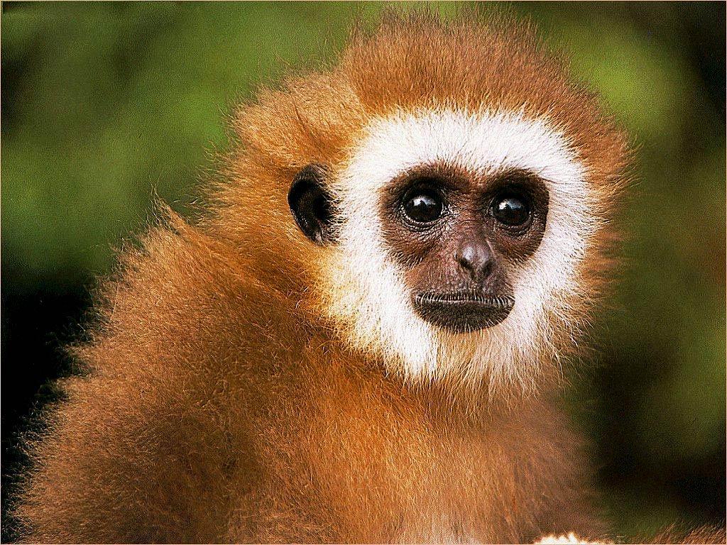 Gibbon Wallpapers