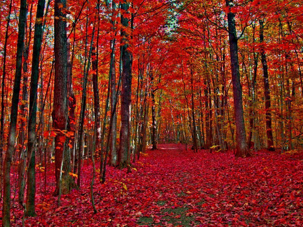 Autumn trees