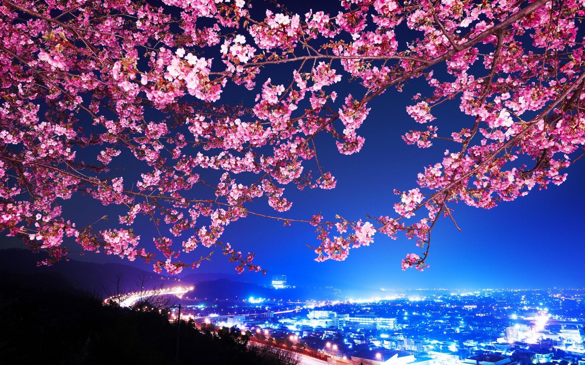 cherry blossom wallpapers free desktop wallpapers