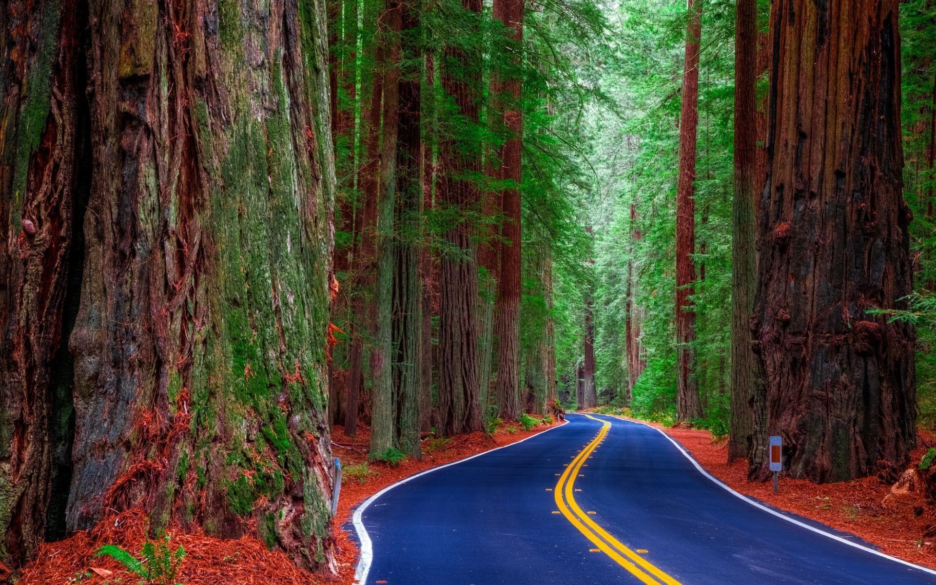 Redwood Forest Road Wallpapers HD Download For Desktop