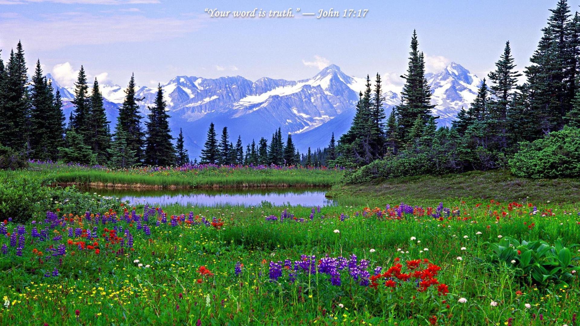 Rocky Mountain Wildflowers Photos 18 Desktop Wallpapers