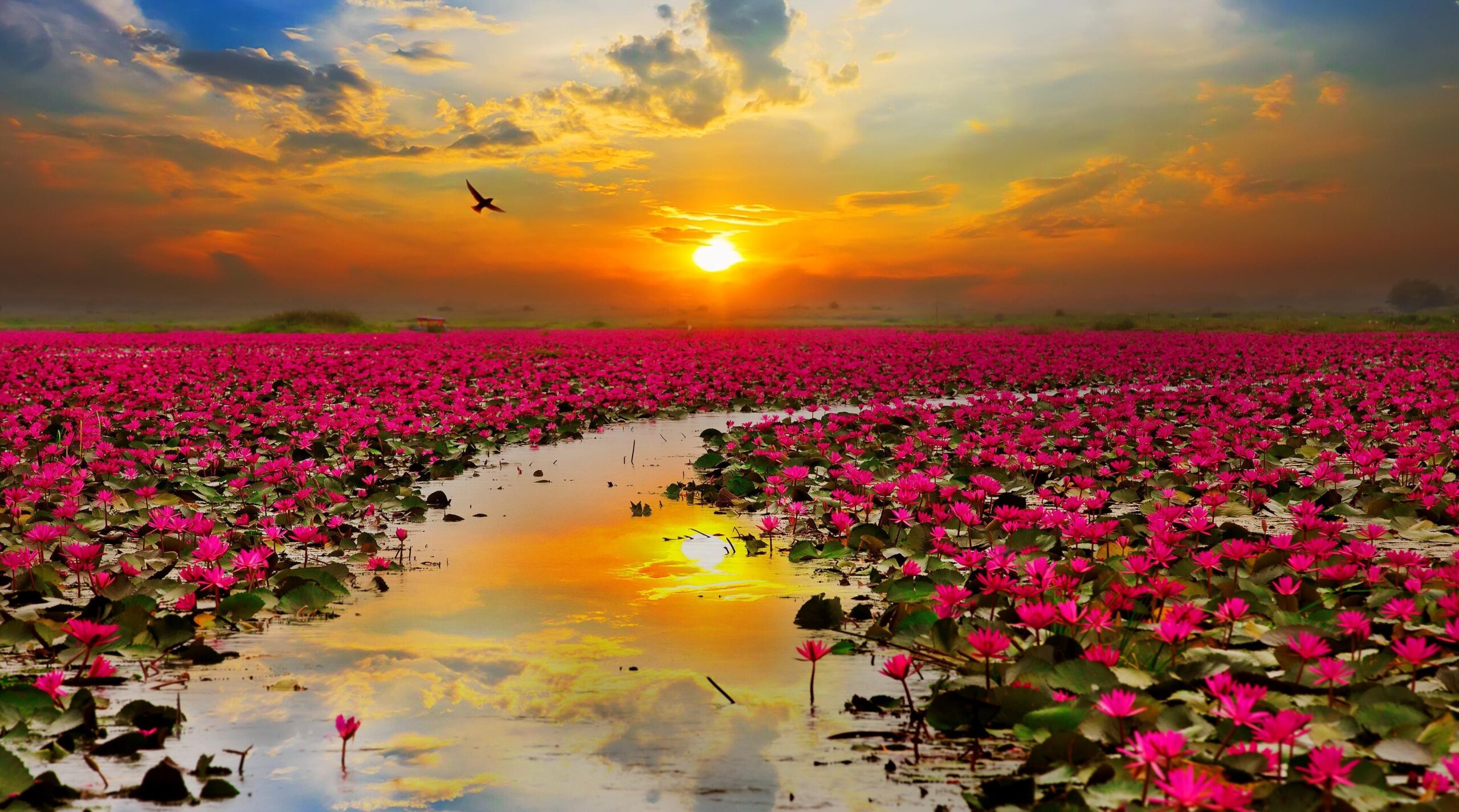 Flowers Under The Sun Wallpapers 12