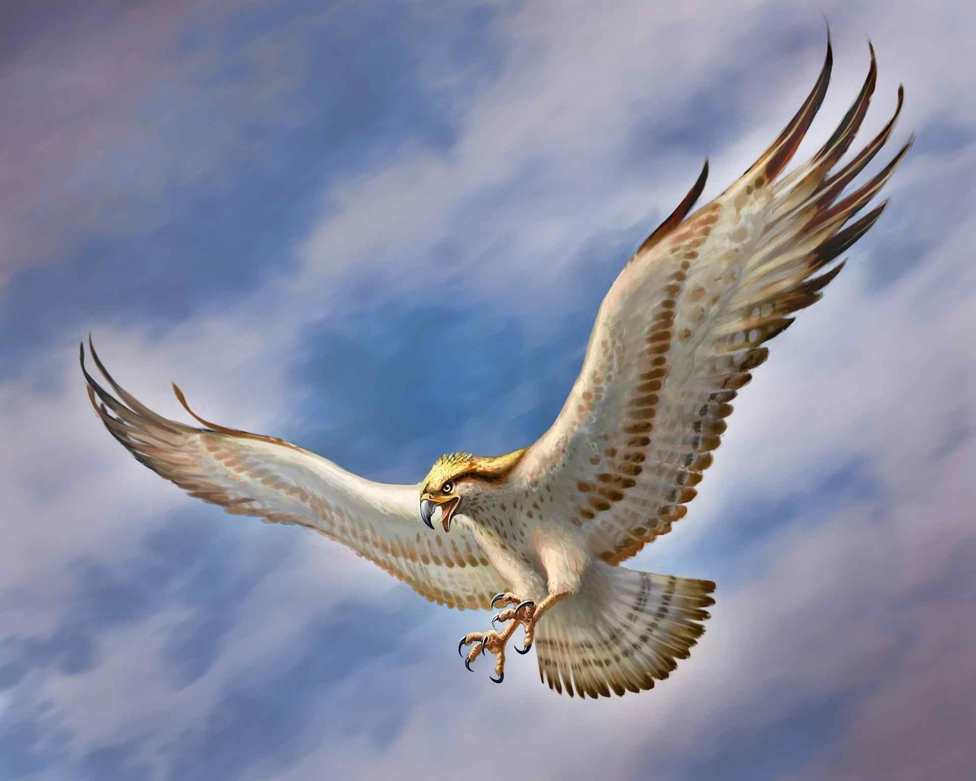 Flying Eagle HD Wallpapers