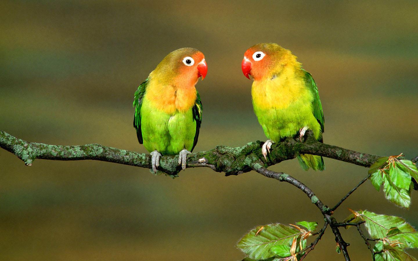 Colorful Parrot Birds Image, Photos Wallpapers Download