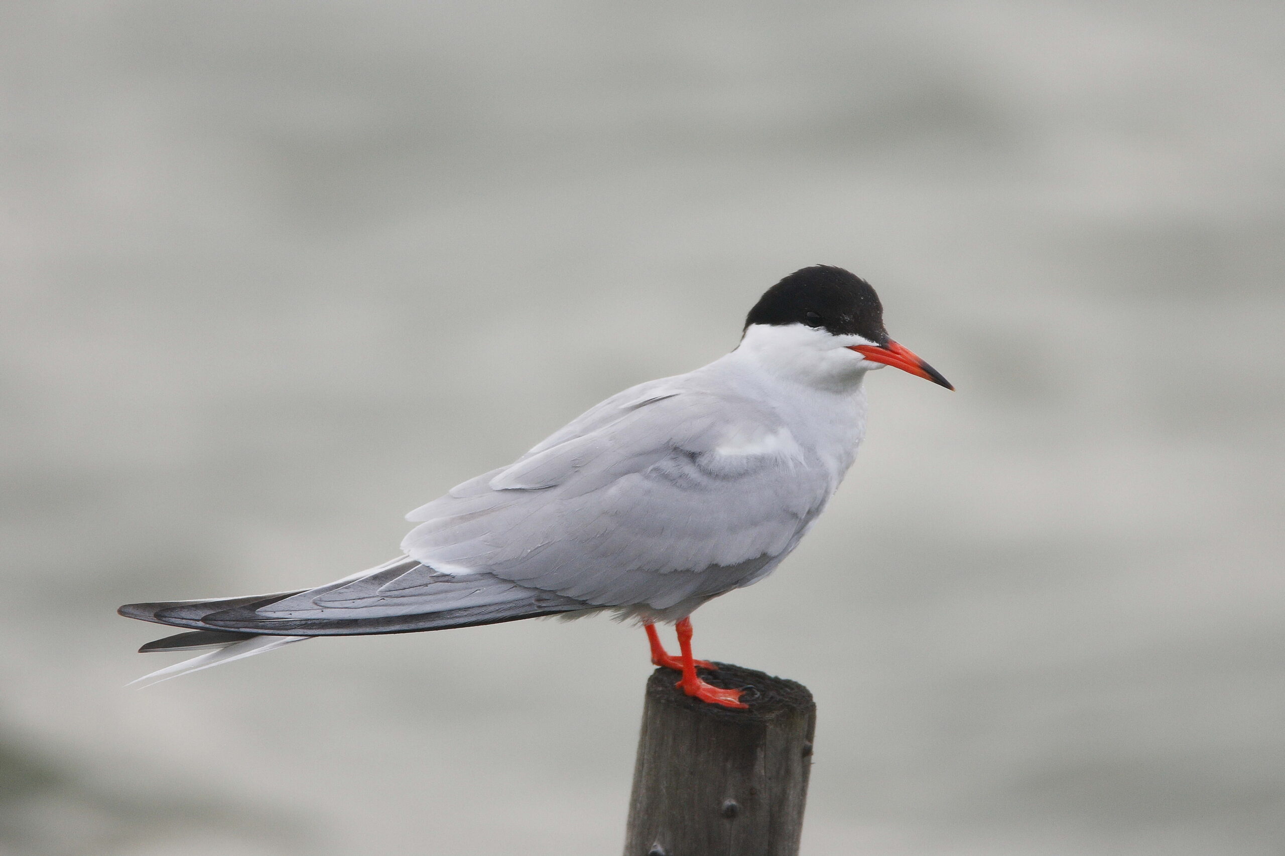 Brown birds, tern HD wallpapers