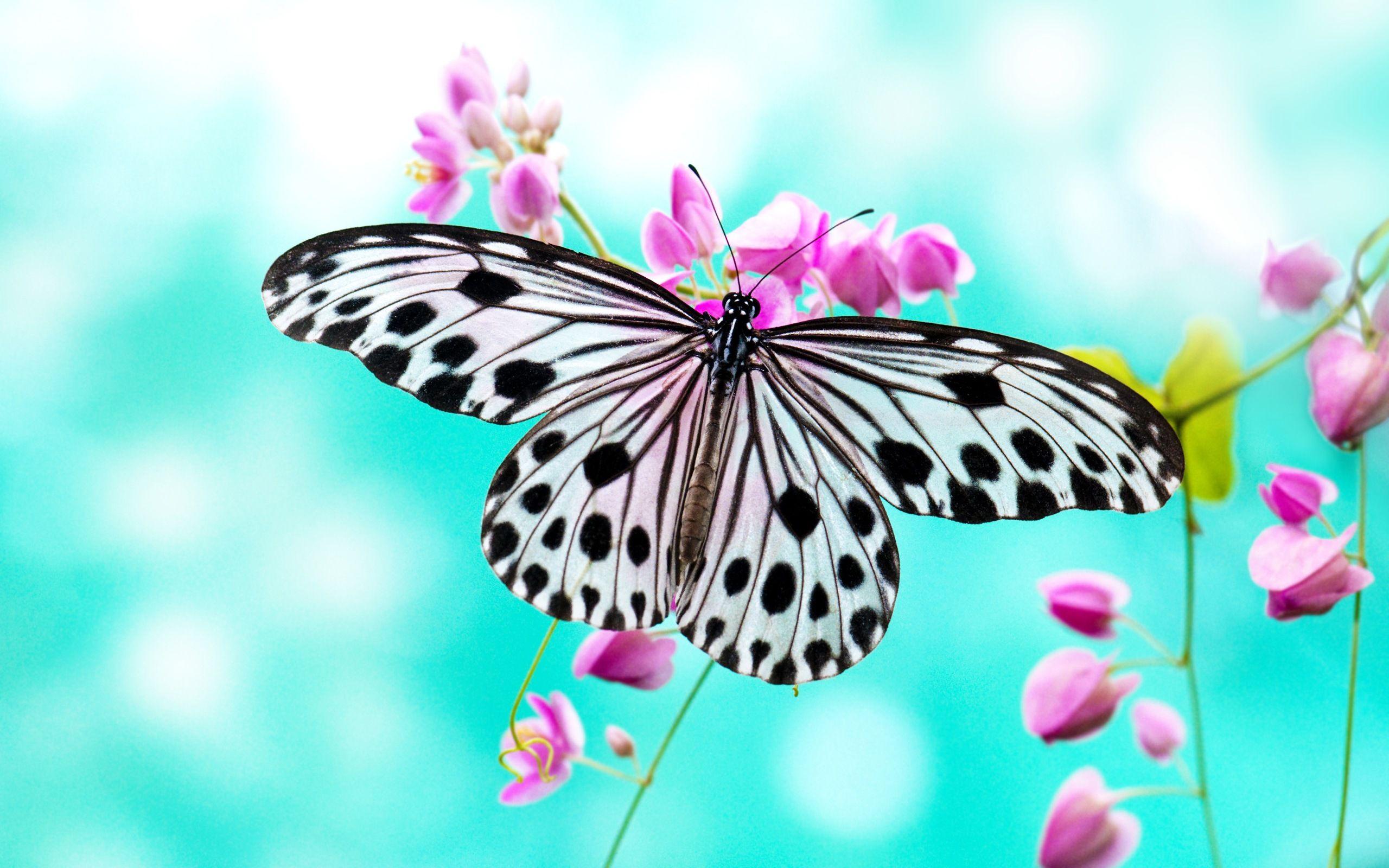 874 Butterfly Wallpapers