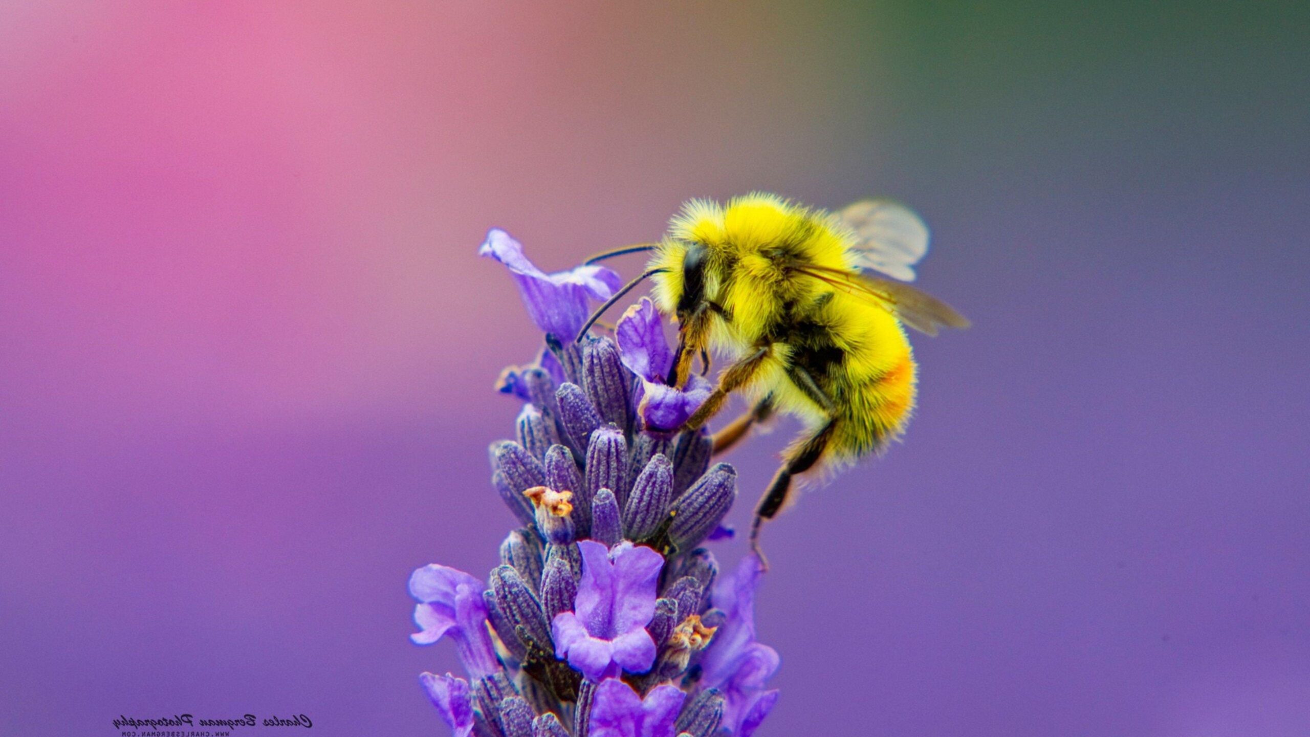 Honey Bee Lavendar Nectar