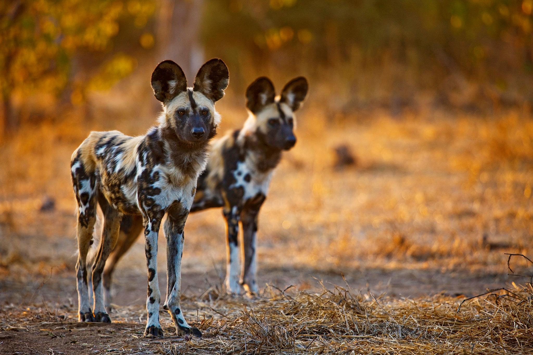 Download African Wild Dog Wallpaper, HD Backgrounds Download