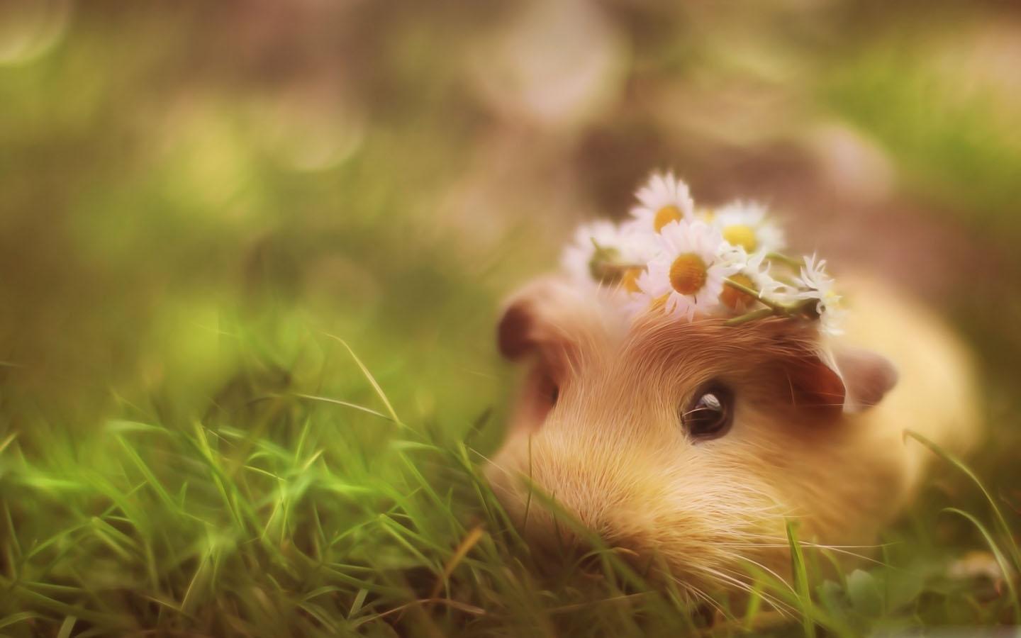 Guinea Pig Wallpapers