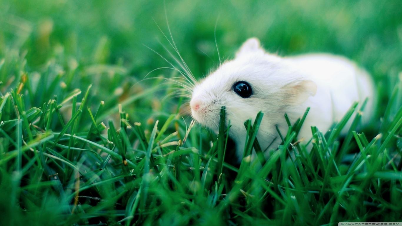 White Mouse Hd Wallpapers