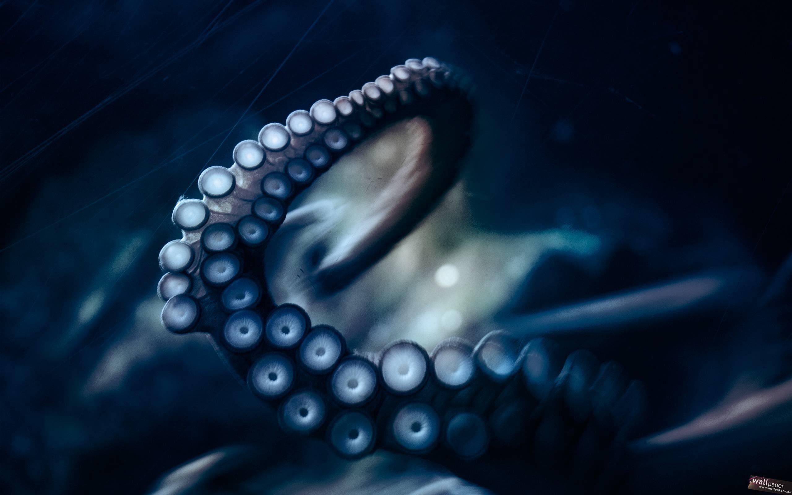 HD Octopus Wallpapers