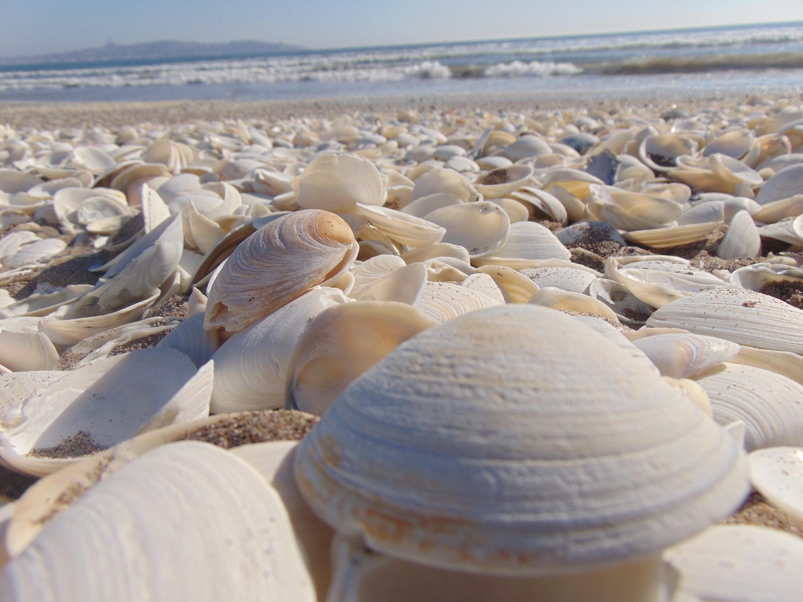 Pile of Beige Seashells Near Seashore · Free Stock Photo