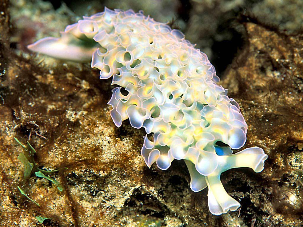 Free Sea Slug Wallpapers download