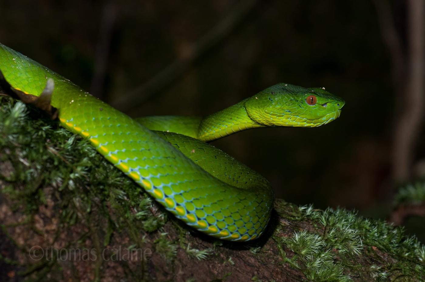 Vogel’s Pit Viper