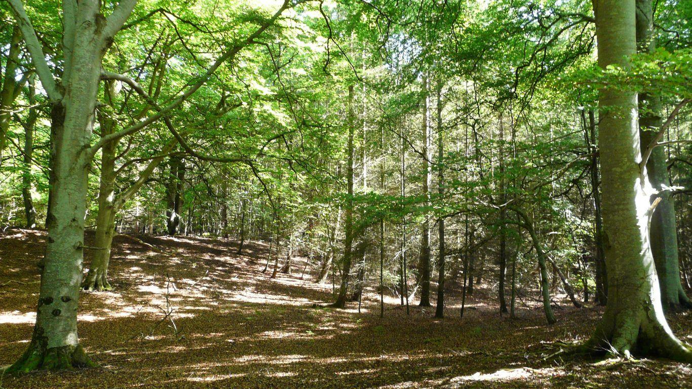 Forest: Day Orange Connecticut Forest Nature Trees Leaves Location