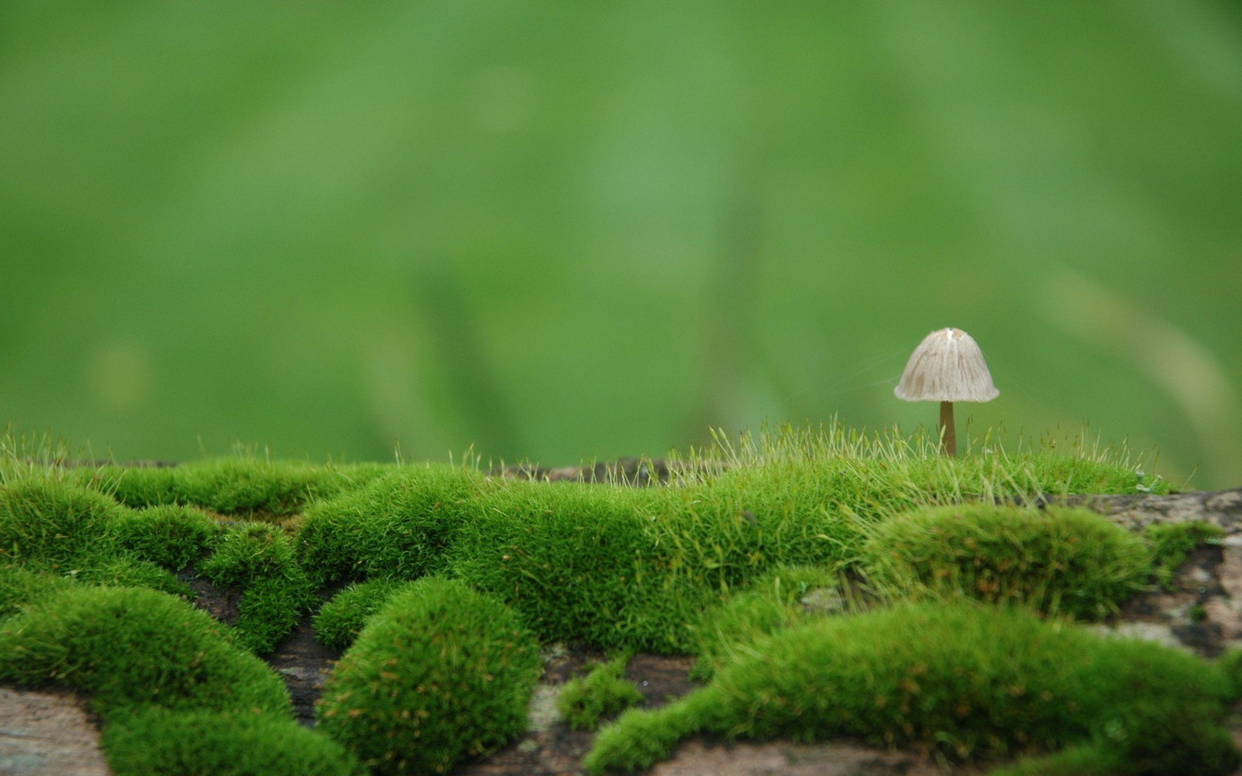 Macro Mushroom HD desktop wallpapers High Definition Fullscreen