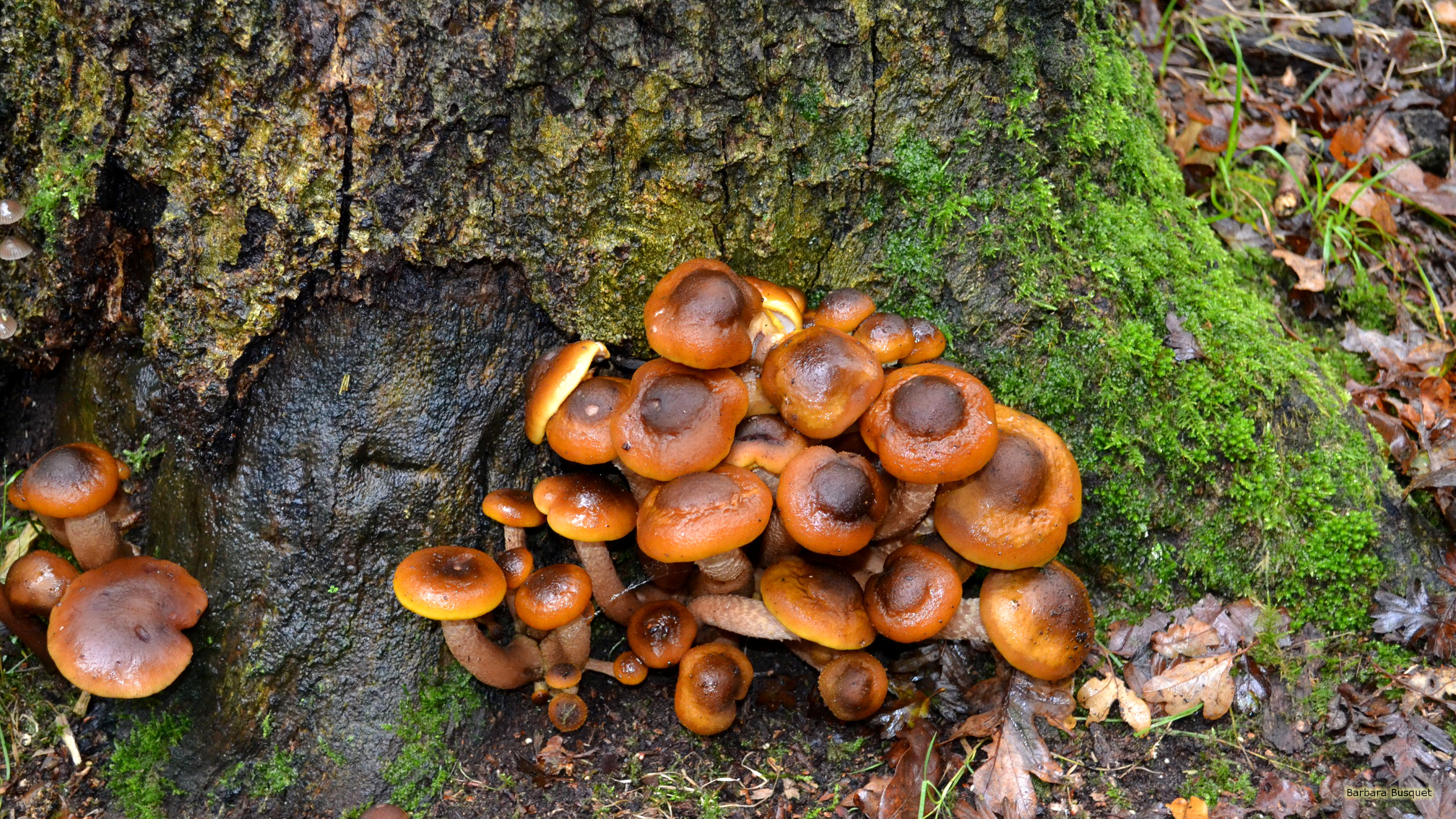 Mushrooms growing on tree