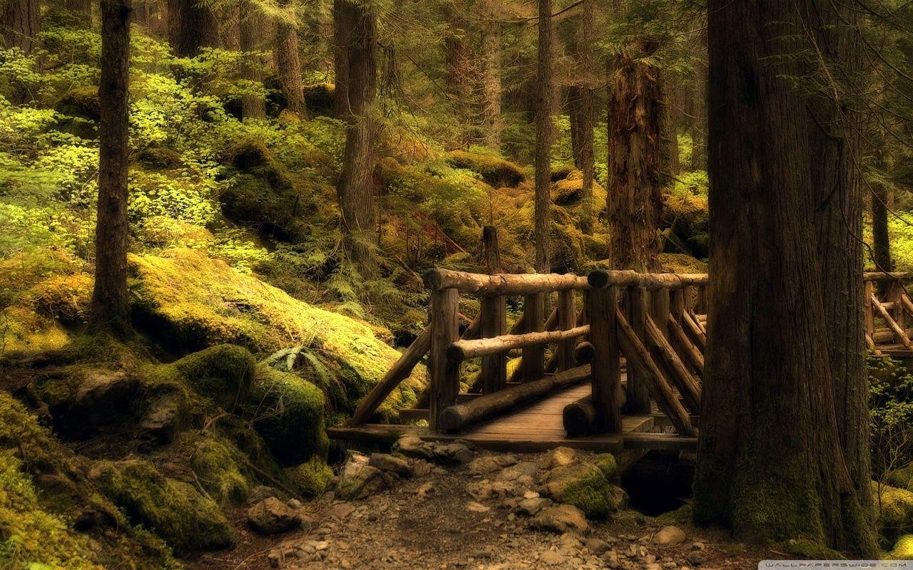 Mystery Bridge Olympic National Park In Washington HD desktop