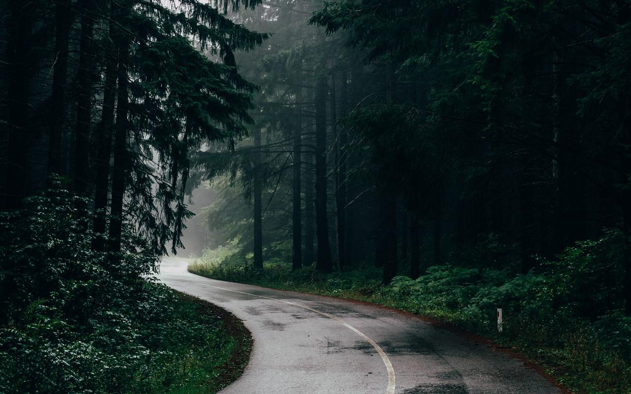 Download wallpapers road, fog, trees, turn, asphalt