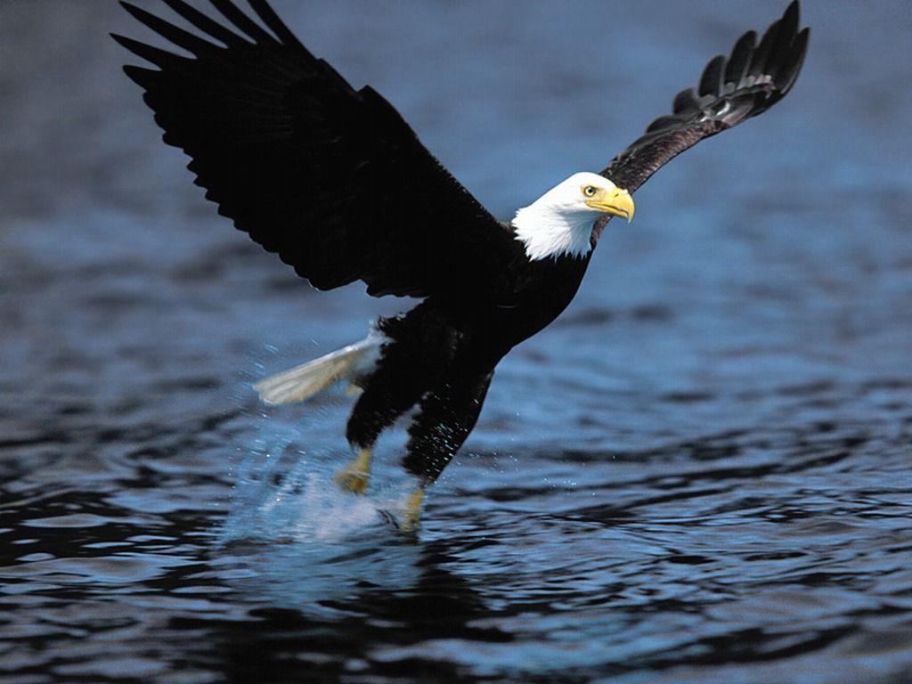 Bald Eagle Desktop Wallpapers