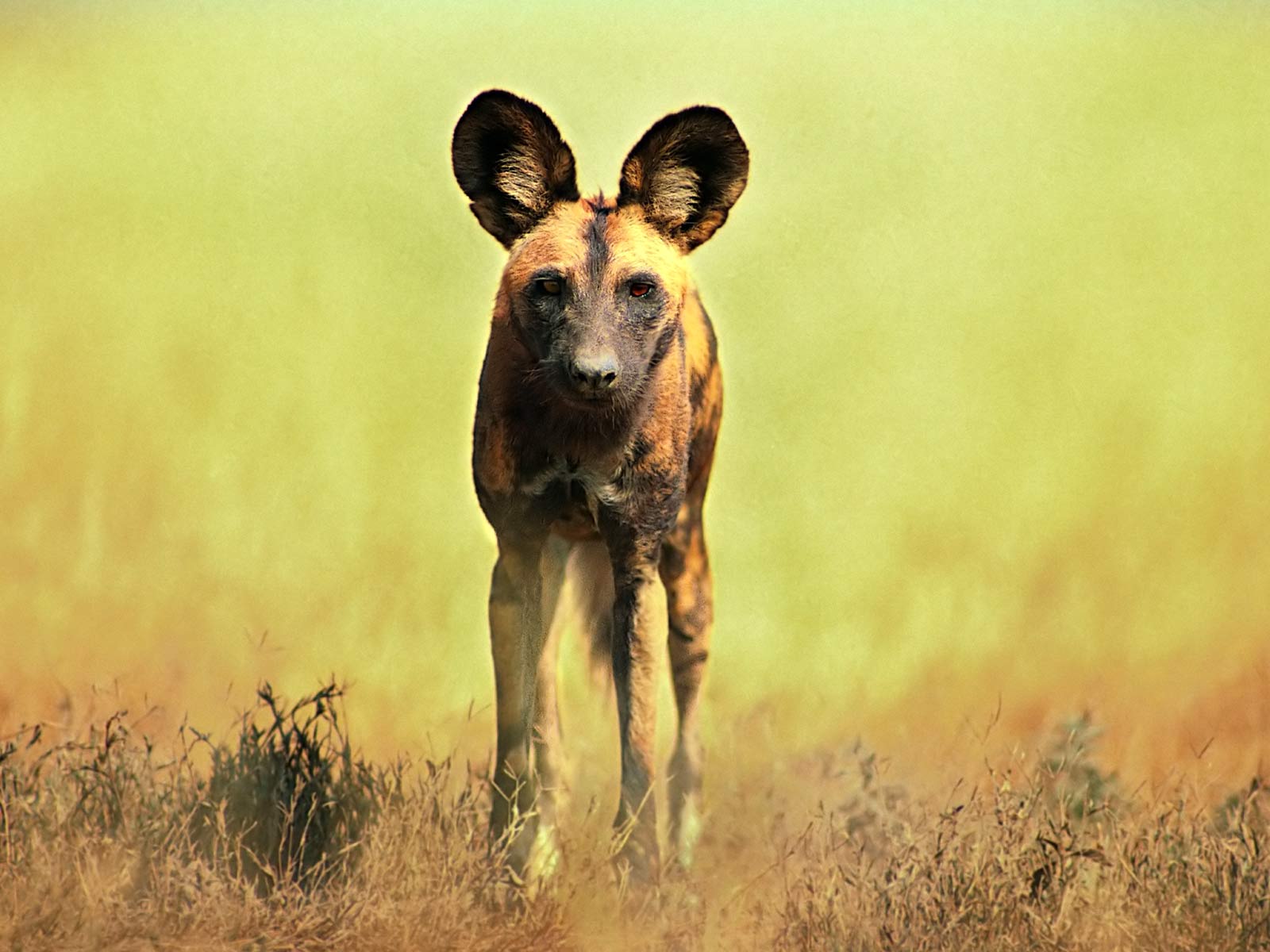 Download African Wild Dog Wallpaper, HD Backgrounds Download