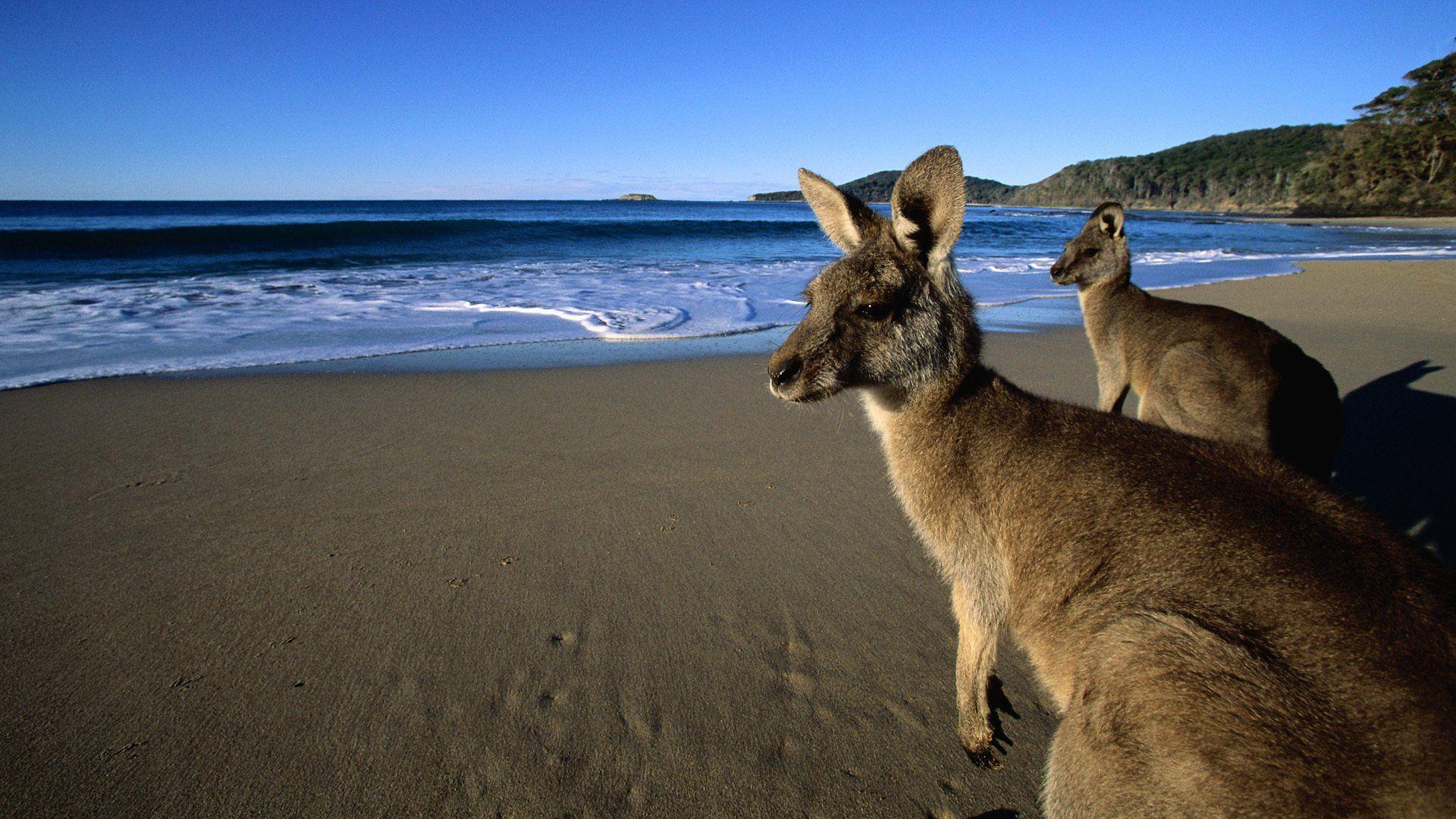 61 Kangaroo HD Wallpapers