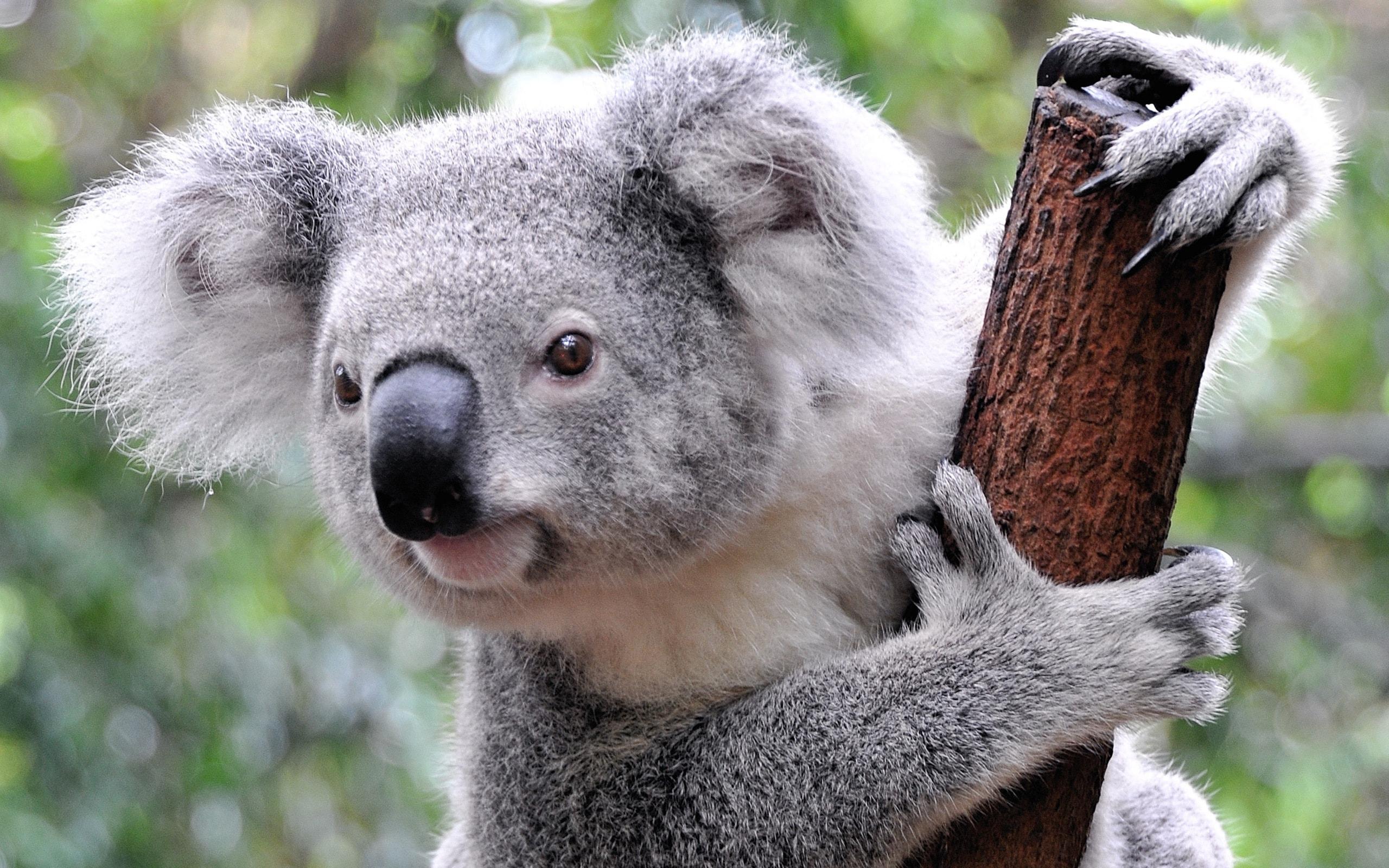 Koala HD Wallpapers