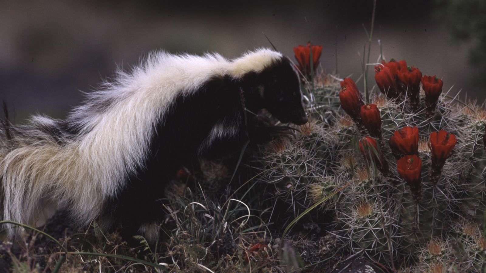 Why You Are Smelling Skunks This Week – Cool Green Science