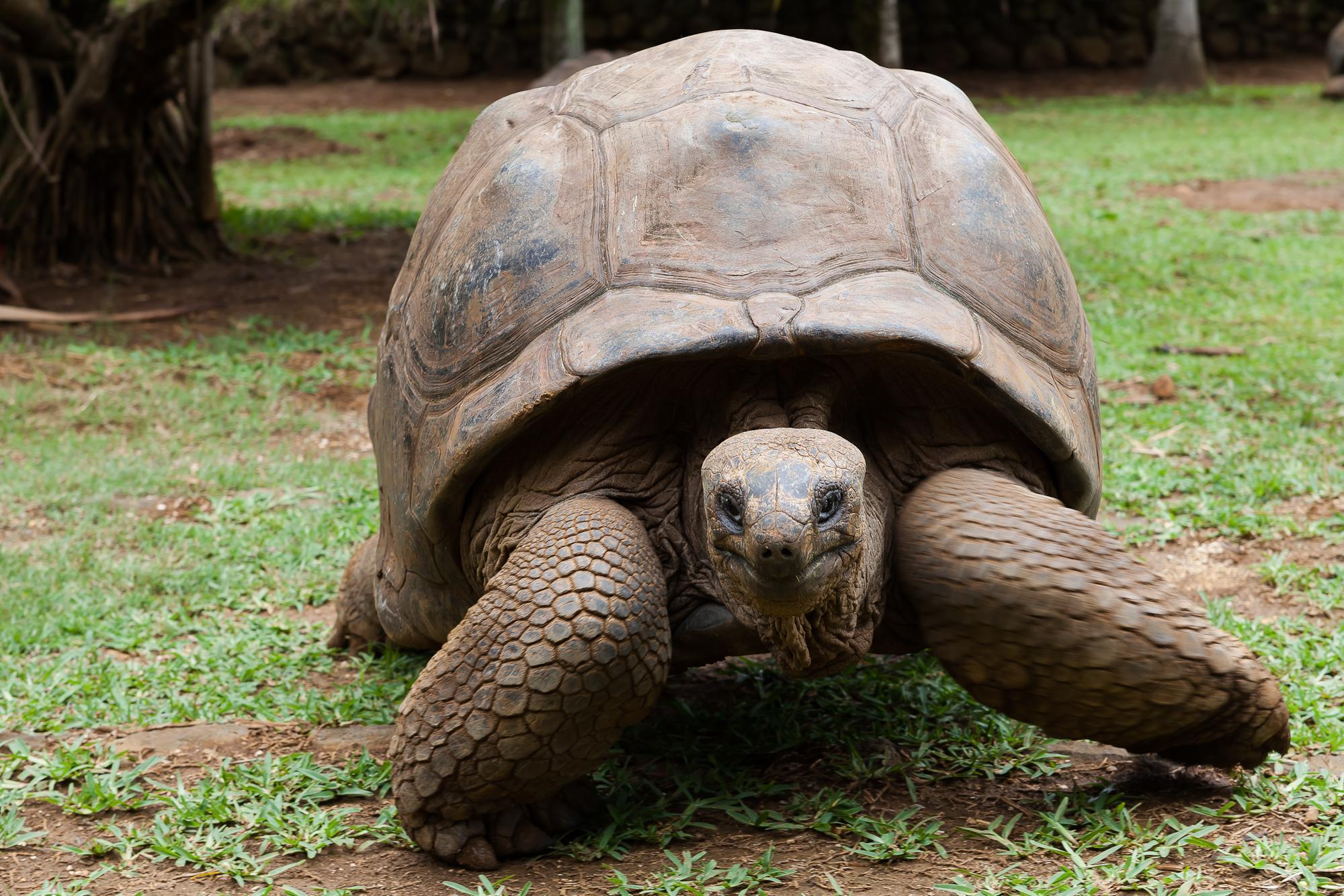 Tortoise Wallpapers HD Backgrounds, Image, Pics, Photos Free