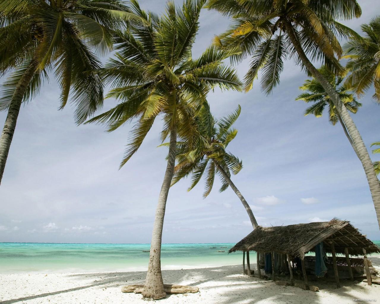 Tanzania, island Zanzibar, coast, island, landscapes, nature, palm