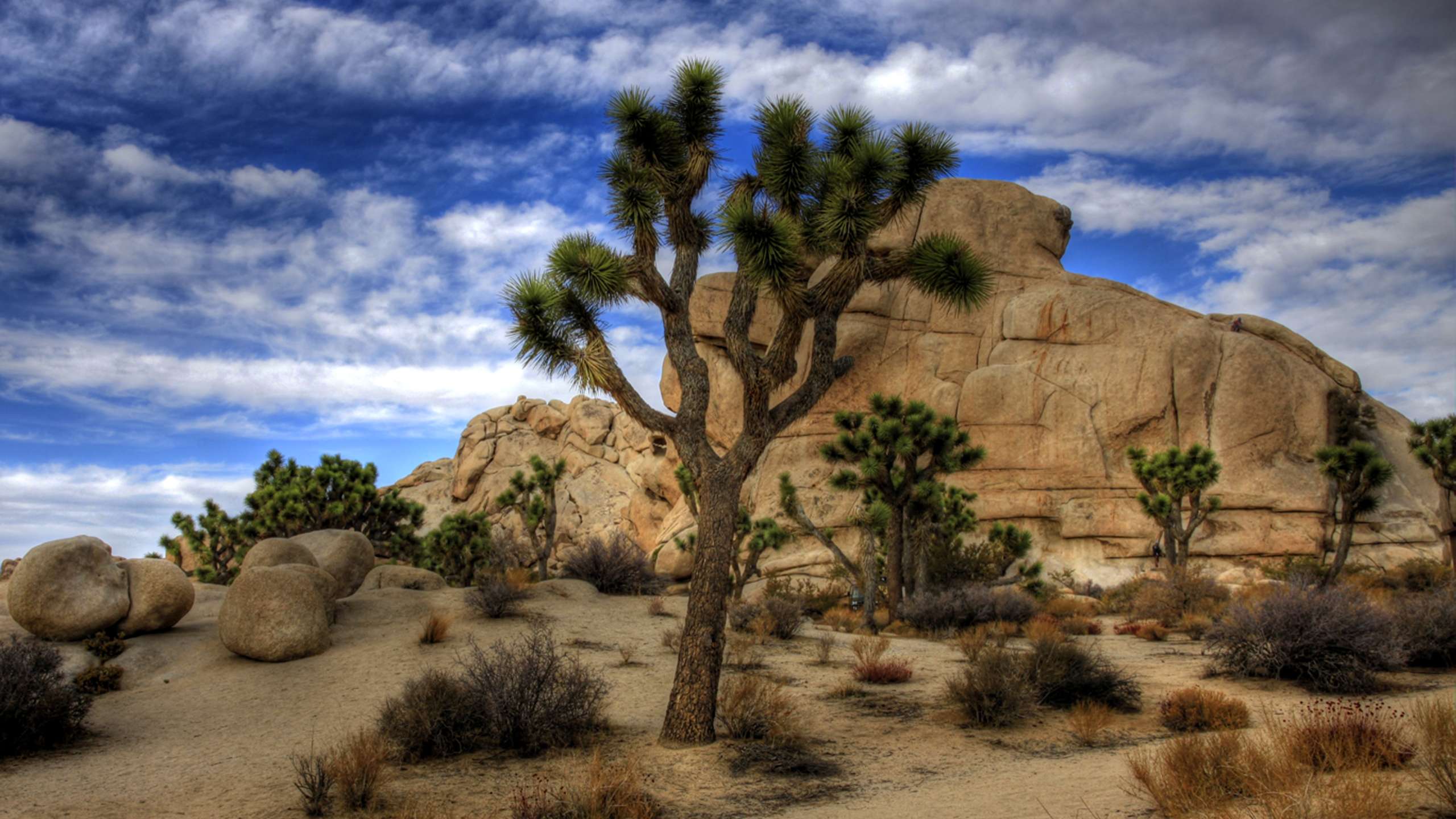 Joshua Tree National Park Hd Desktop Wallpapers