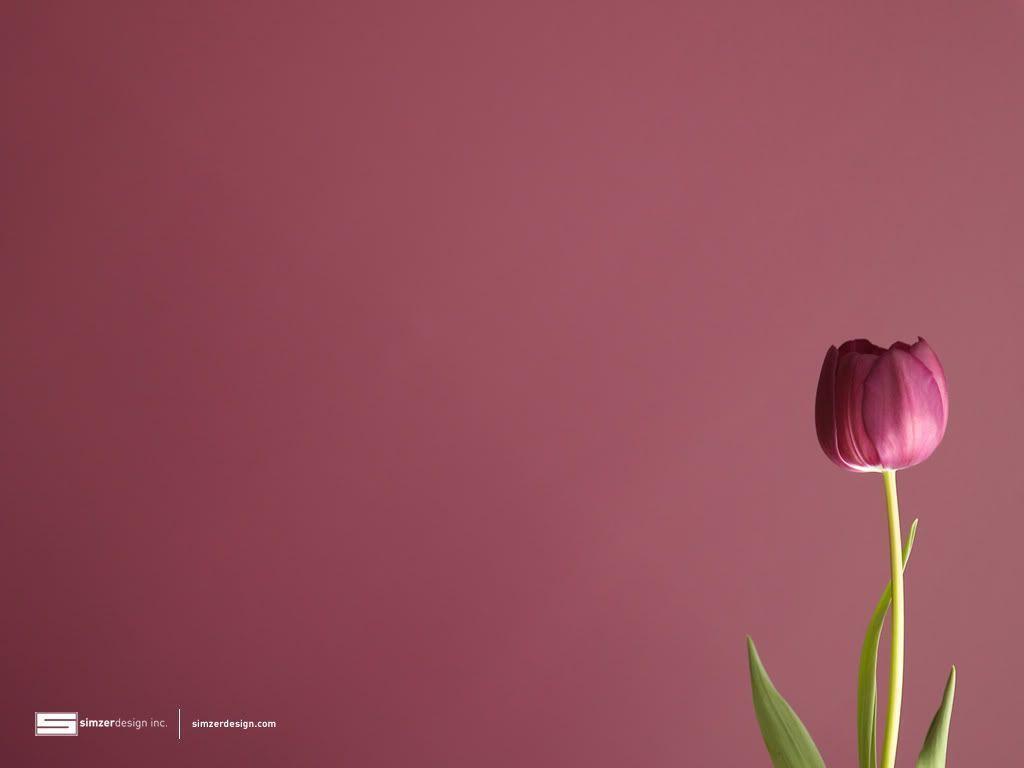 Tulip Wallpapers Tulip Desktop Backgrounds